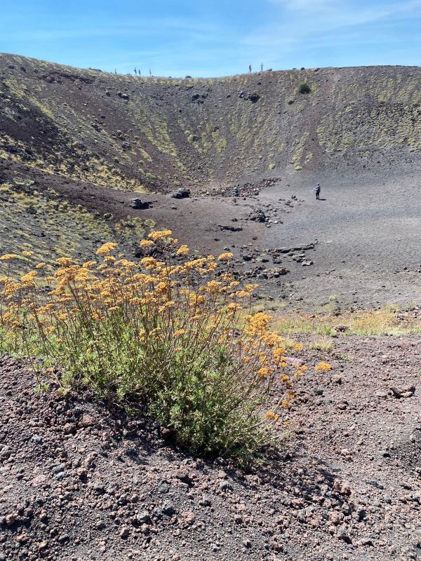 Flora Vulcanica Etna